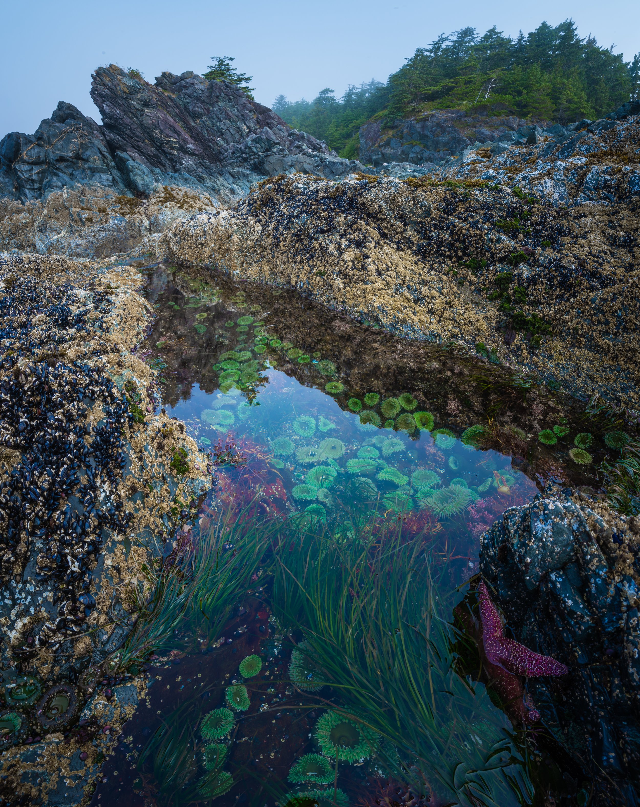 Tidal Safehaven