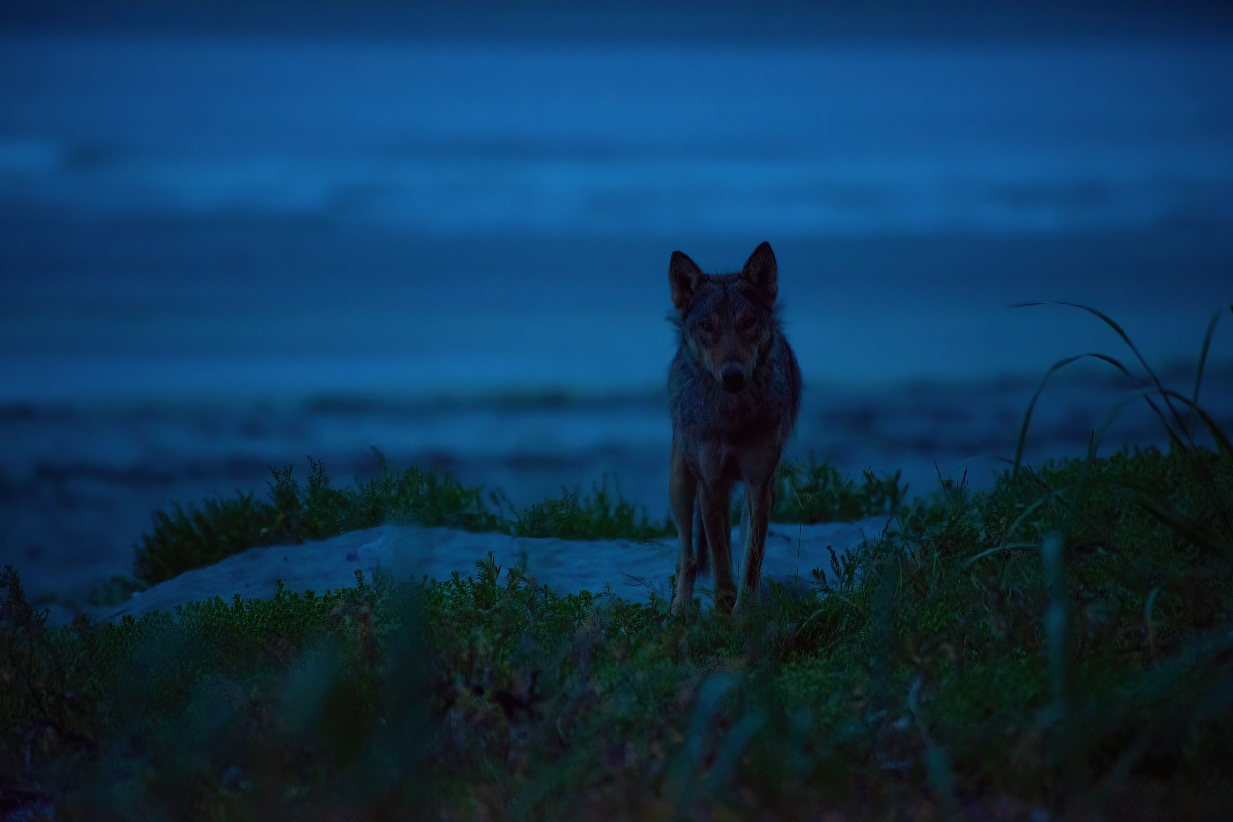 Blue Hour Sentinel