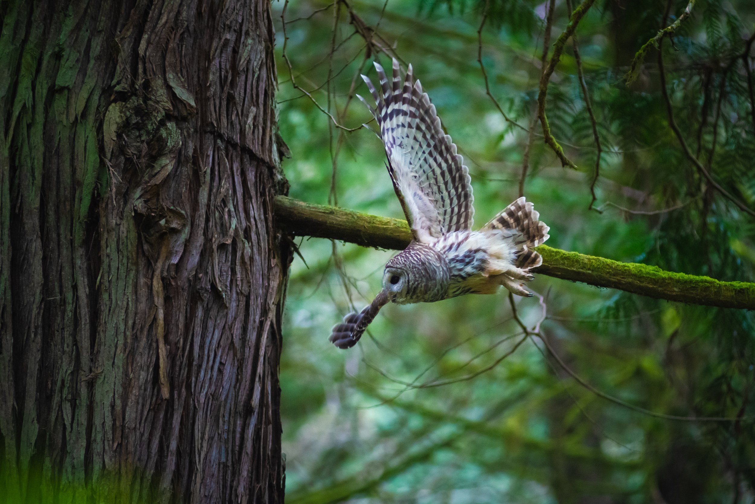 The Quiet Hunter